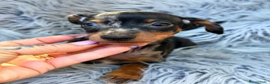 Pinscher Miniatura 2