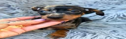 Pinscher Miniatura perros en venta: Pinscher miniatira arlequines💙  - Anuncio 2