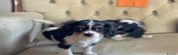 Cavalier King Charles Spaniel perros en venta: Camada de Cavallier en Madrid - Anuncio 4