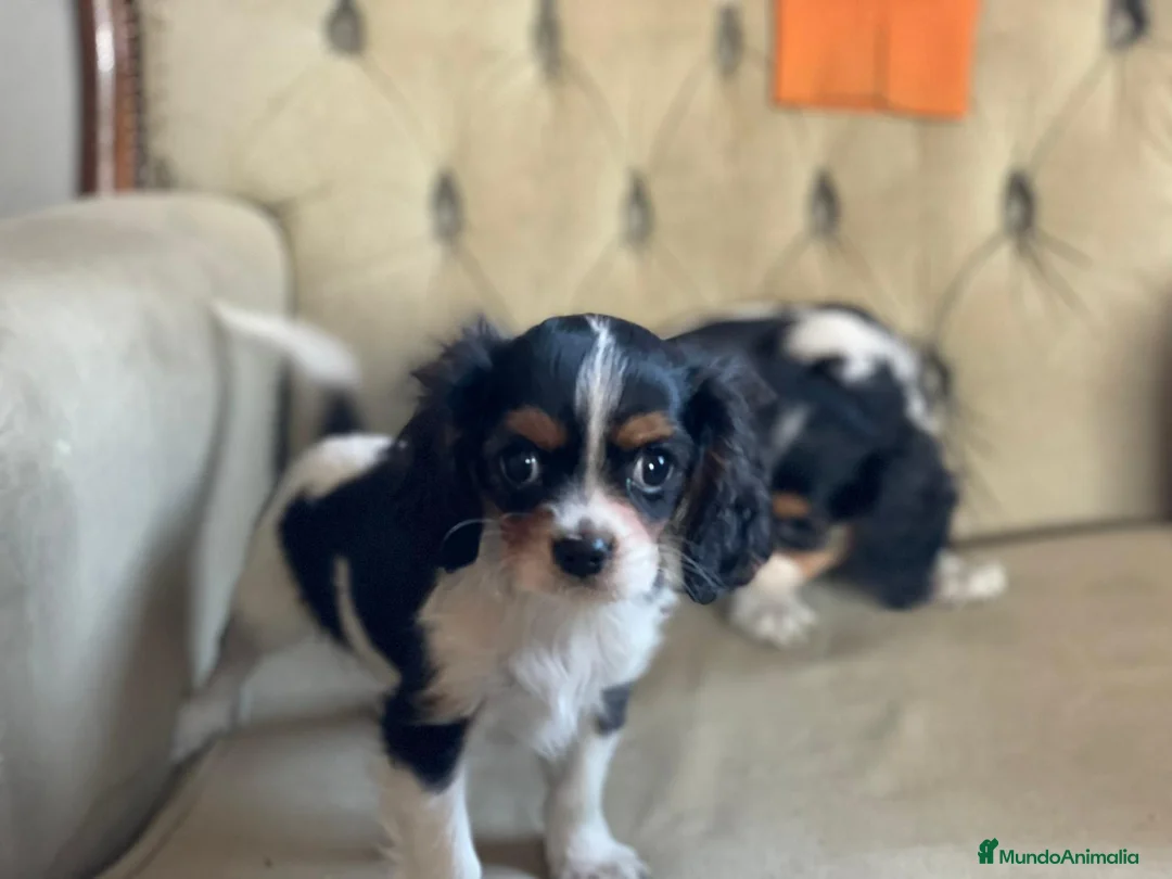 Cavalier King Charles Spaniel perros en venta: Camada de Cavallier en Madrid - Anuncio 4