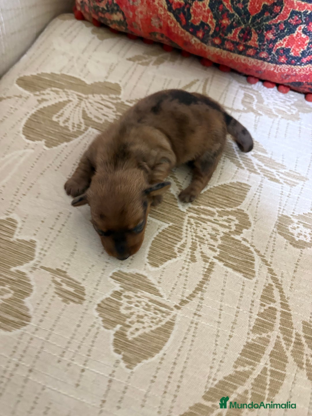 Teckel Miniatura perros en venta: Teckel miniatura Merle chocolate precioso macho  - Anuncio 3