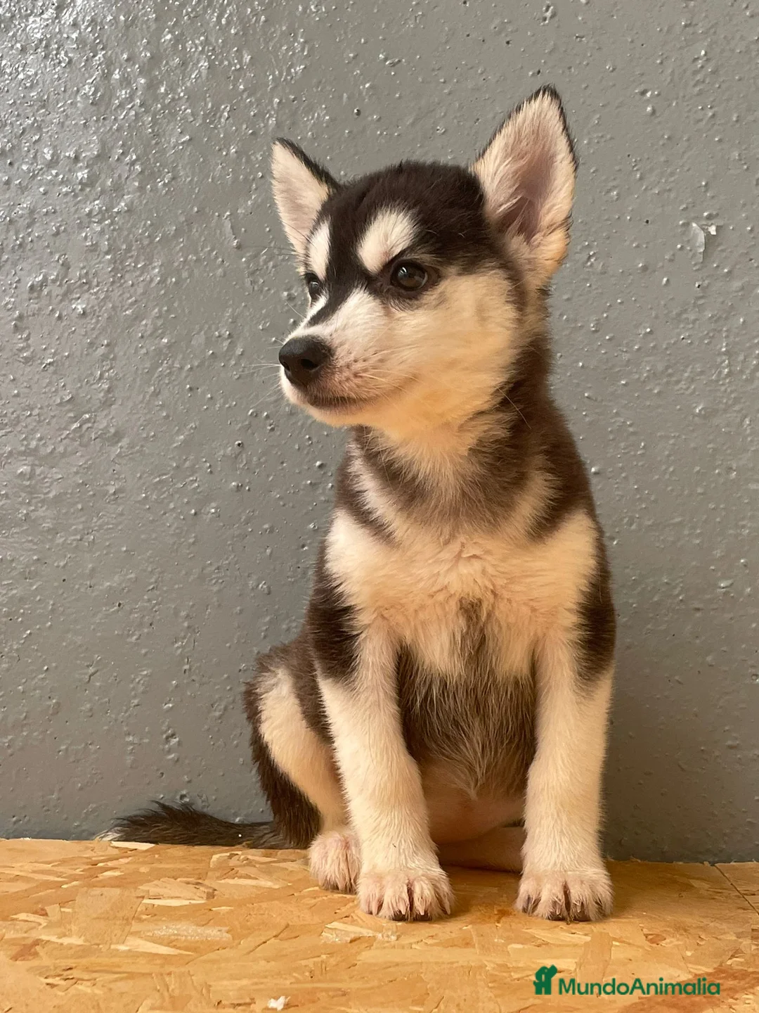 Husky Siberiano perros en venta: husky siberiano  en Alicante - Anuncio 1