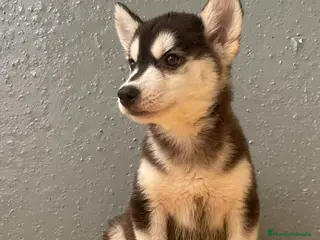 Husky Siberiano perros husky siberiano - Anuncio 2