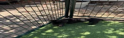 Pastor Belga Malinois perros en venta: PASTOR BELGA MALINOIS - Anuncio 10
