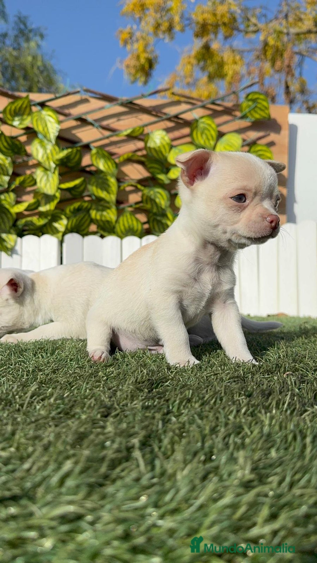 Chihuahua perros en venta: CHIHUAHUA MACHO - Anuncio 4