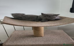Azul Ruso gatos en venta: Azul Ruso & Scottish  - Imagen 6