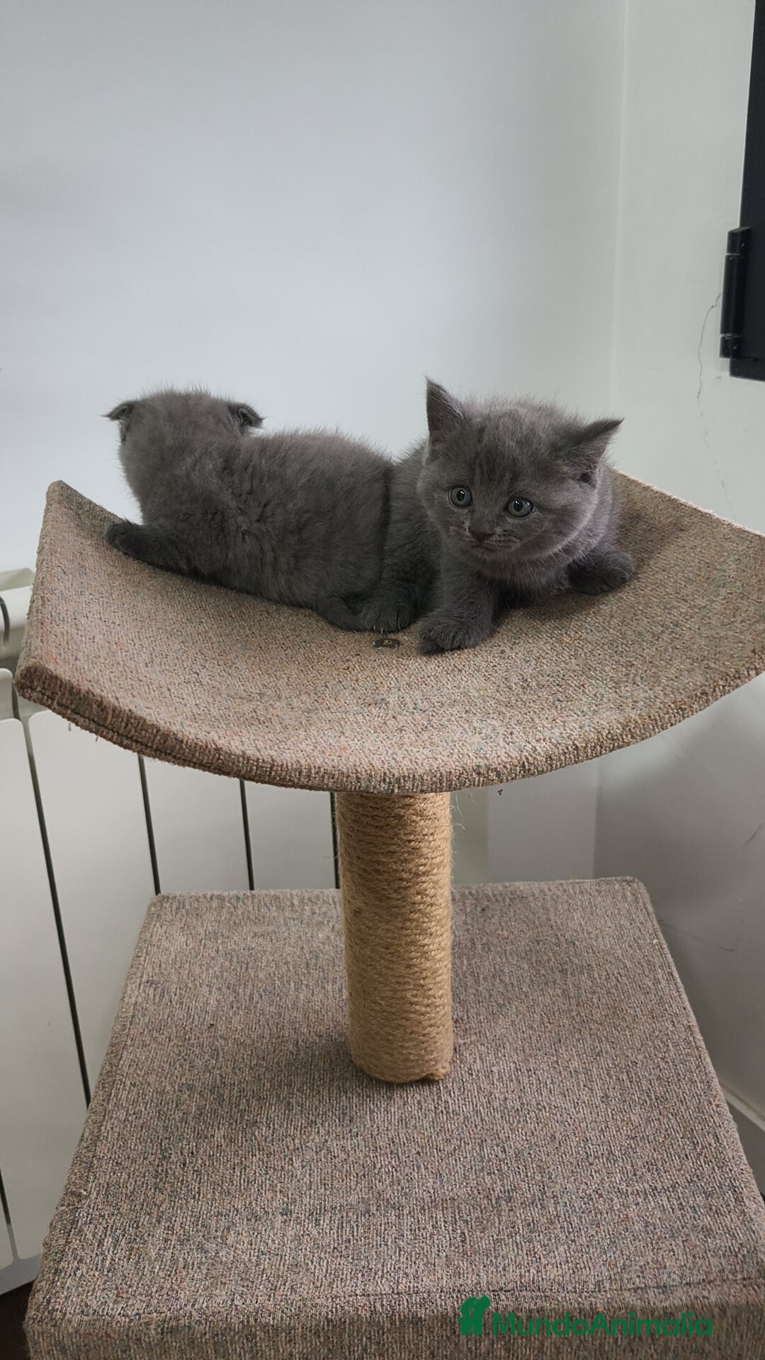 Azul Ruso gatos en venta: Azul Ruso & Scottish  - Imagen 6