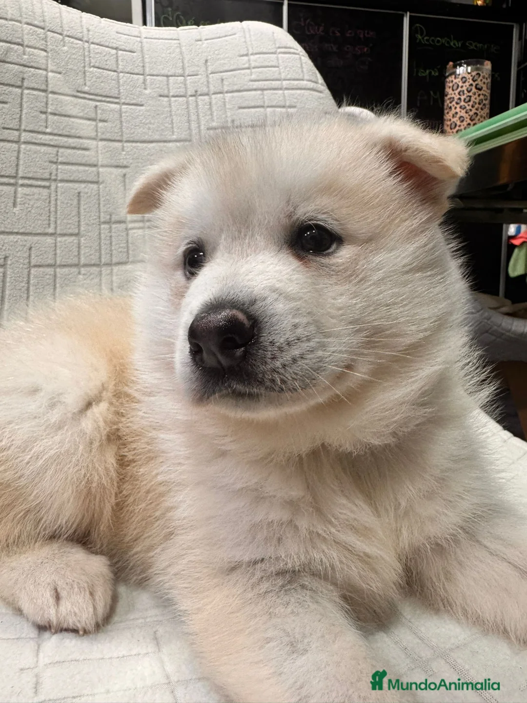 Pomsky perros en venta: Cachorro macho de Pomsky buen precio - Anuncio 8