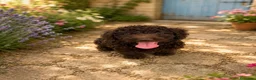 Perro de Agua Español perros en venta: Cachorros de agua criados en familia - Anuncio 1