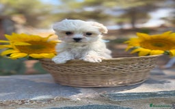Bichón Maltés perros en venta: Bichon maltés alta calidad  - Imagen 4