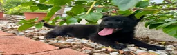 Pastor Alemán perros en venta: Pastores de trabajo - Anuncio 1
