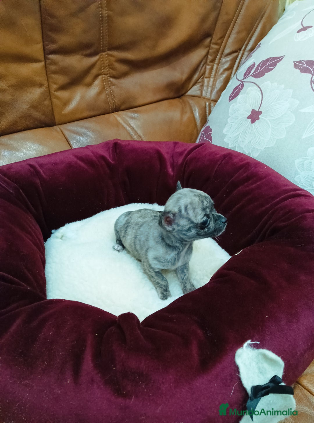 Chihuahua perros en venta: CHIHUAHUA TOY - Anuncio 1