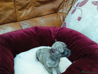 Chihuahua perros CHIHUAHUA TOY - Anuncio 6