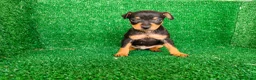 Pinscher Miniatura perros en venta: Pincher miniatura  - Anuncio 11