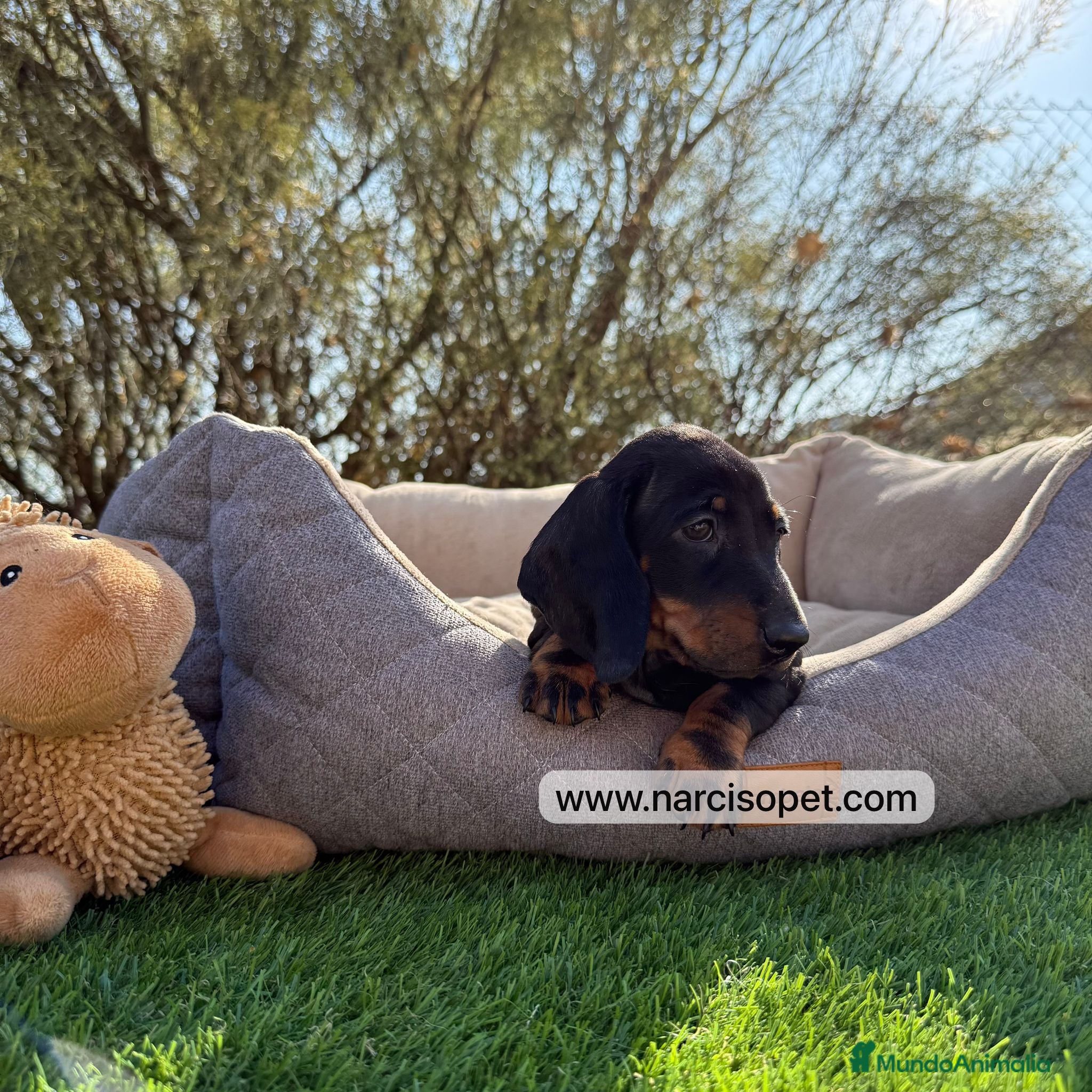 Teckel Miniatura perros en venta: TECKEL DISPONIBLES - Anuncio 2