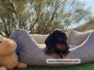 Teckel Miniatura perros TECKEL DISPONIBLES - Anuncio 34