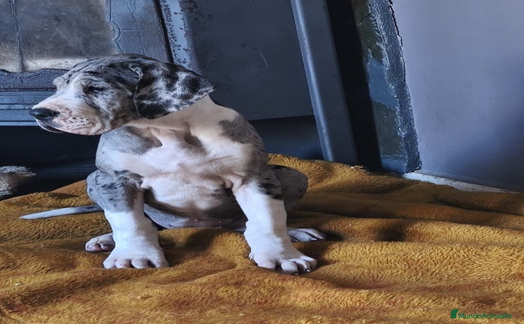 Dogo Alemán perros Cachorrita de Gran Danes  - Anuncio 1