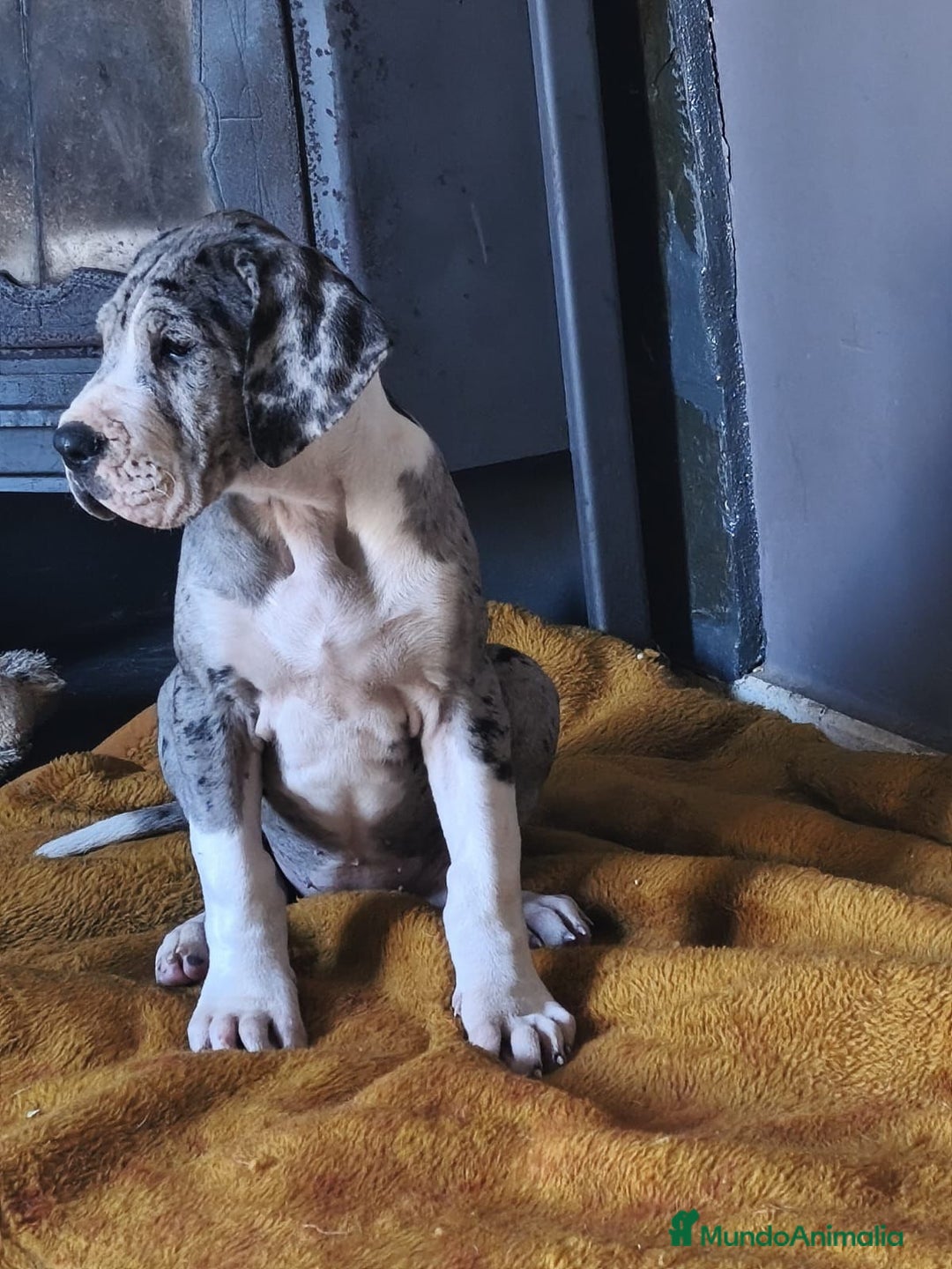 Dogo Alemán perros en venta: Cachorrita de Gran Danes  - Anuncio 1