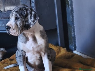 Dogo Alemán perros Cachorrita de Gran Danes - Anuncio 4