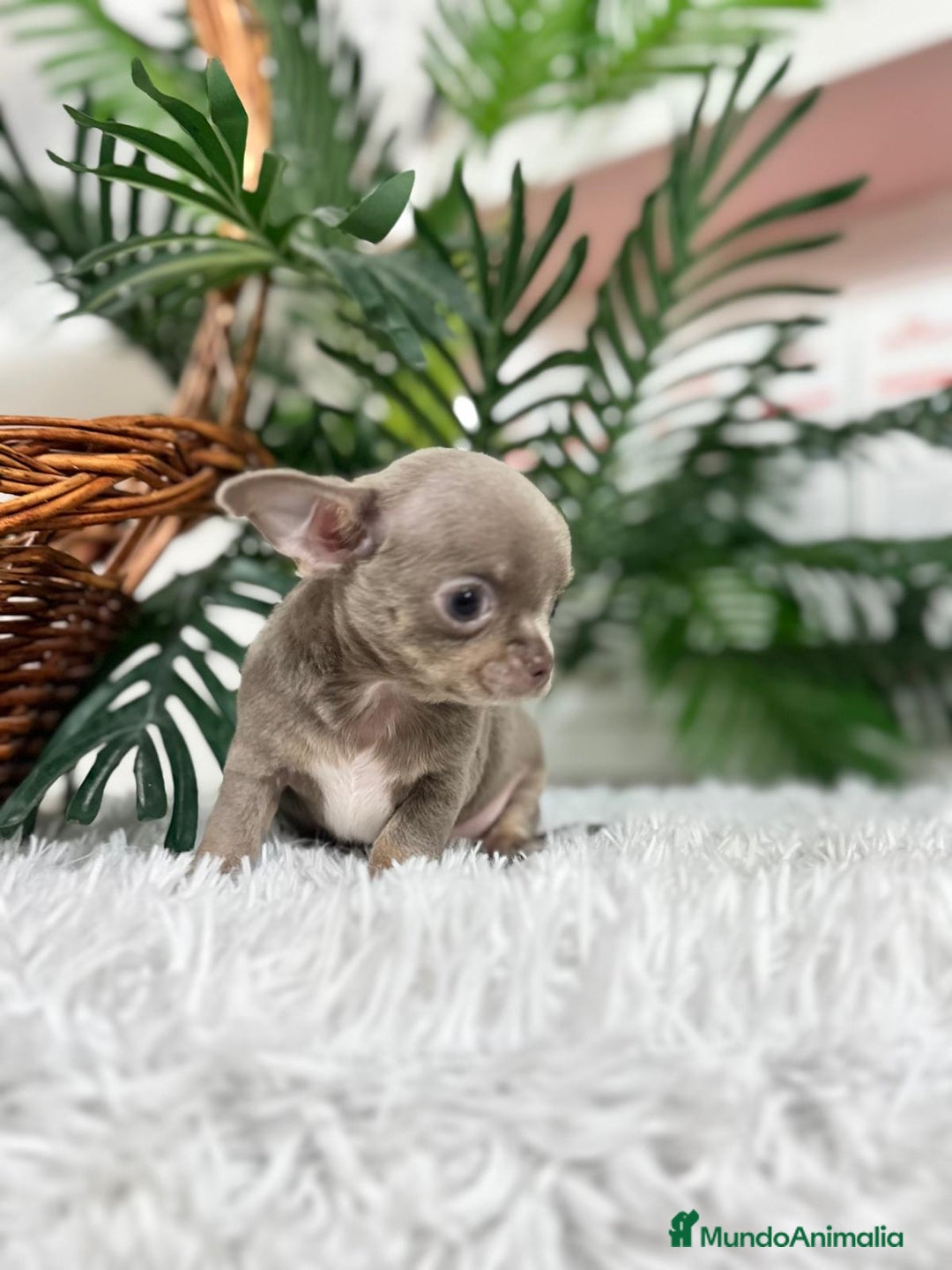Chihuahua perros en venta: CHIHUAHUA MACHO LILAC AND TAN - Anuncio 13