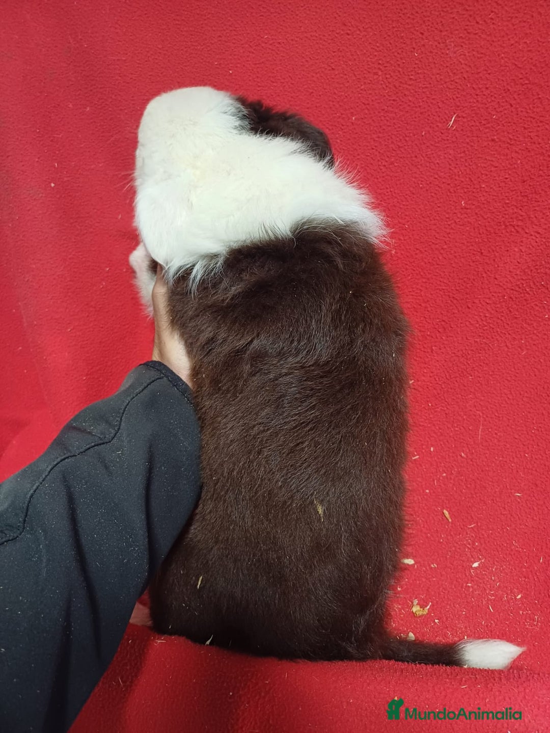 Border Collie perros en venta: Border Collie Chocolate  - Anuncio 2