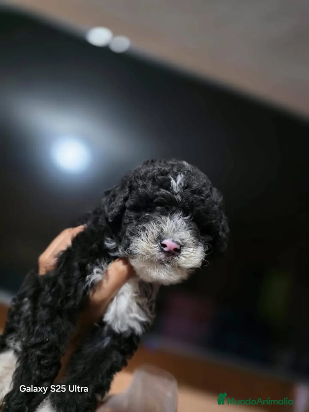 Perro de Agua Español perros en venta: Perro de agua español  - Anuncio 4