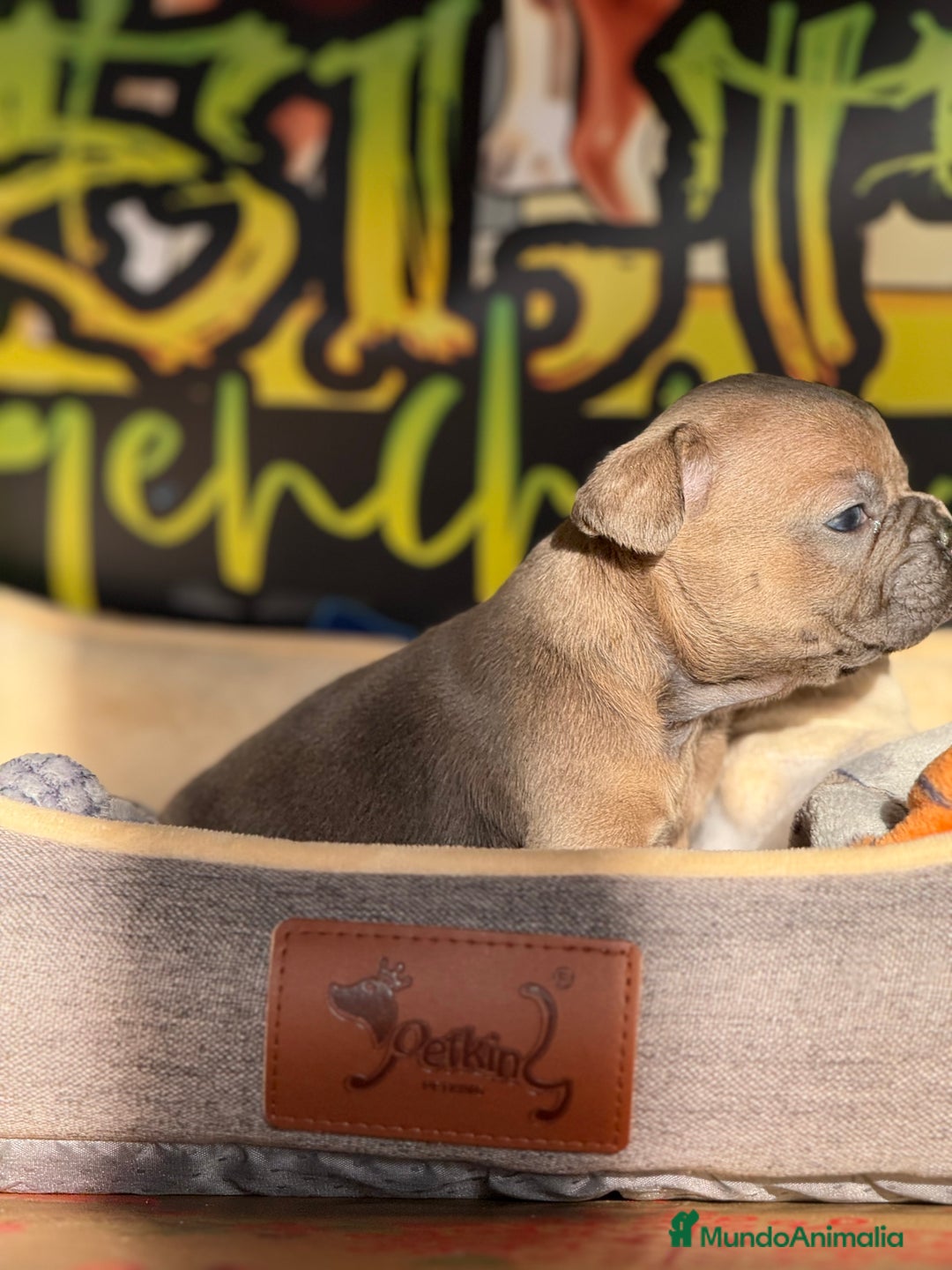 Bulldog Francés perros en venta: Blue Fawn  - Anuncio 4