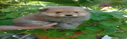 Pomerania perros en venta: Pomerania Macho de calidad  - Anuncio 1