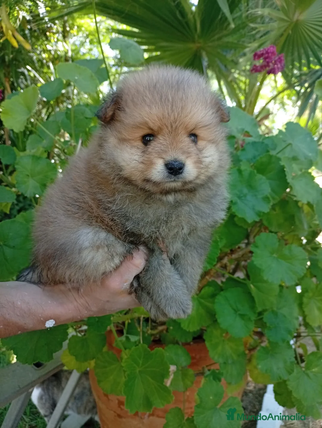 Pomerania perros en venta: Pomerania Macho de calidad  - Anuncio 1