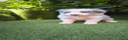 Border Collie perros en venta: border collie blue merle y blanco y negro - Anuncio 8