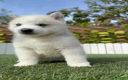 Husky Siberiano perros en venta: HUSKY SIBERIANO - Anuncio 13