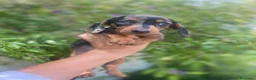 Teckel Miniatura perros en venta:  TECKEL MINI . Arlequin y negro fuego(601144783) - Anuncio 2