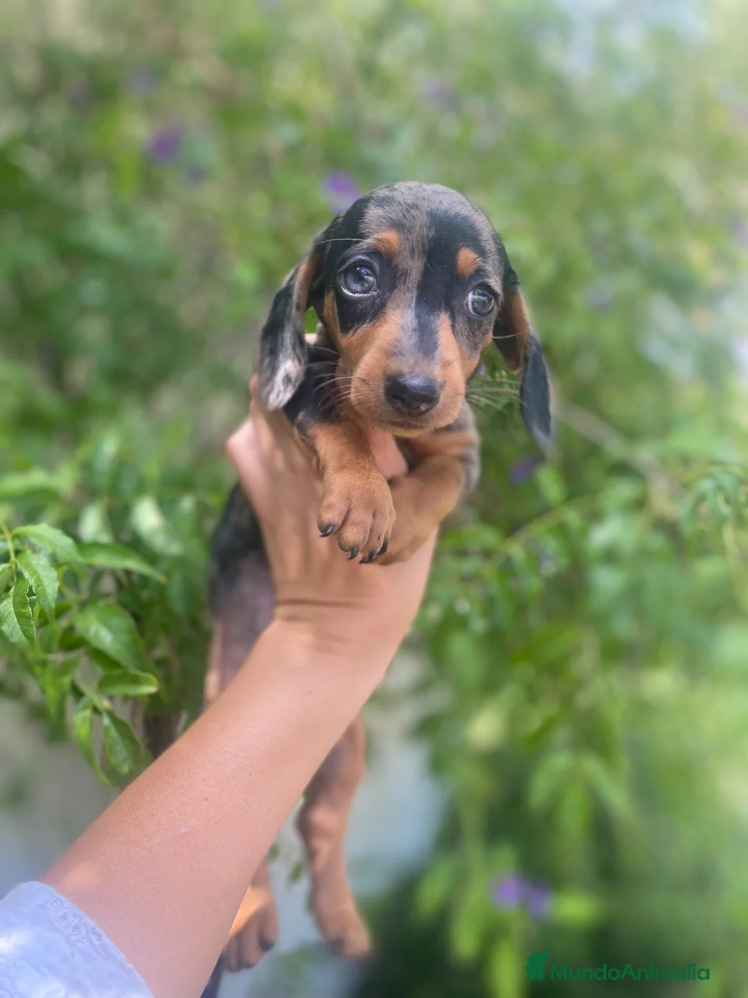 Teckel Miniatura perros en venta:  TECKEL MINI . Arlequin y negro fuego(601144783) - Anuncio 2