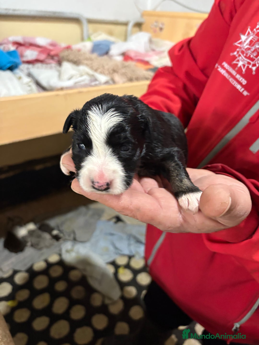 Border Collie perros en venta: Cachorros border collie machos y hembras varios  - Anuncio 17