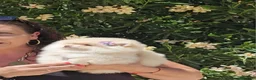 Pomerania perros en venta: Pomerania hembra  - Anuncio 5