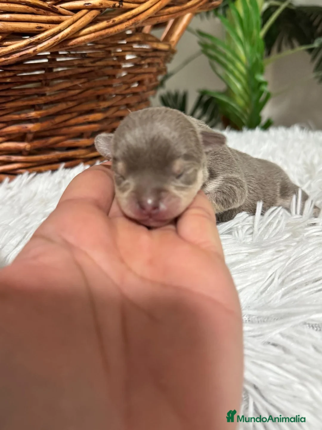 Chihuahua perros en venta: CHIHUAHUA HEMBRA  - Anuncio 1