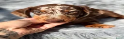 Teckel Miniatura perros en venta: Teckel arlequin chocolate  - Anuncio 6