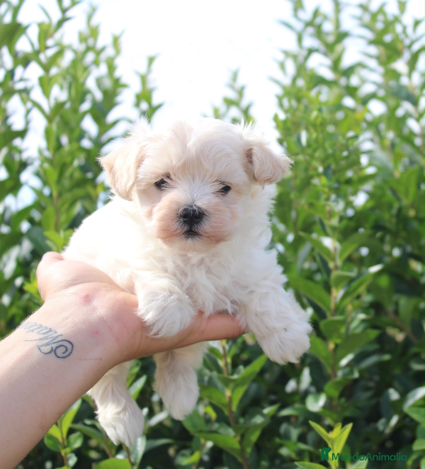 Maltipoo perros CACHORRITOS MALTIPOO  - Anuncio 1