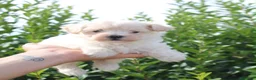 Maltipoo perros en venta: CACHORRITOS MALTIPOO  - Anuncio 1