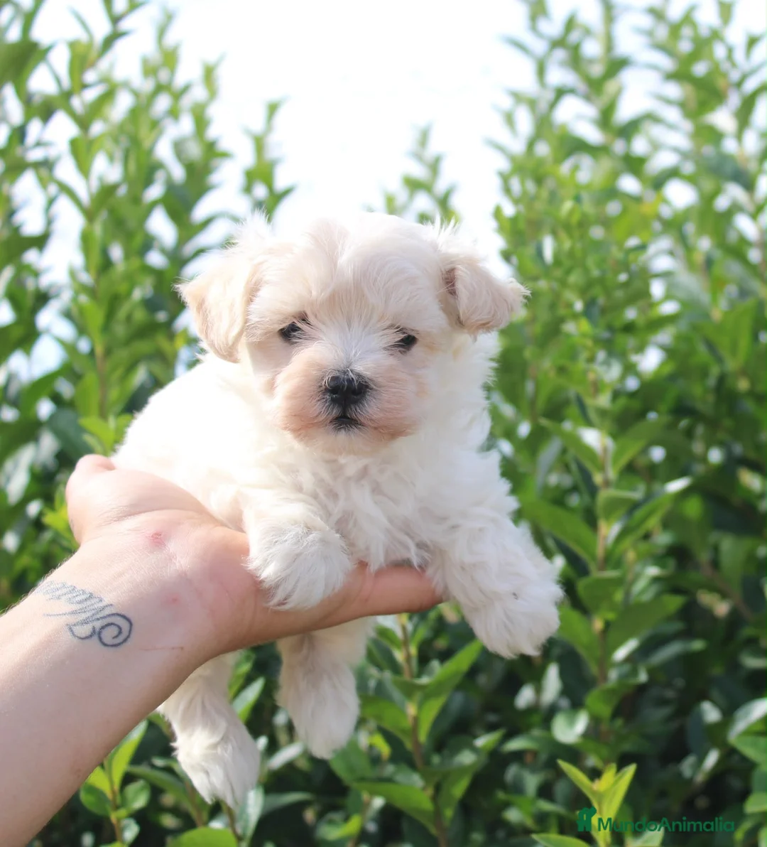 Maltipoo perros en venta: CACHORRITOS MALTIPOO  - Anuncio 1