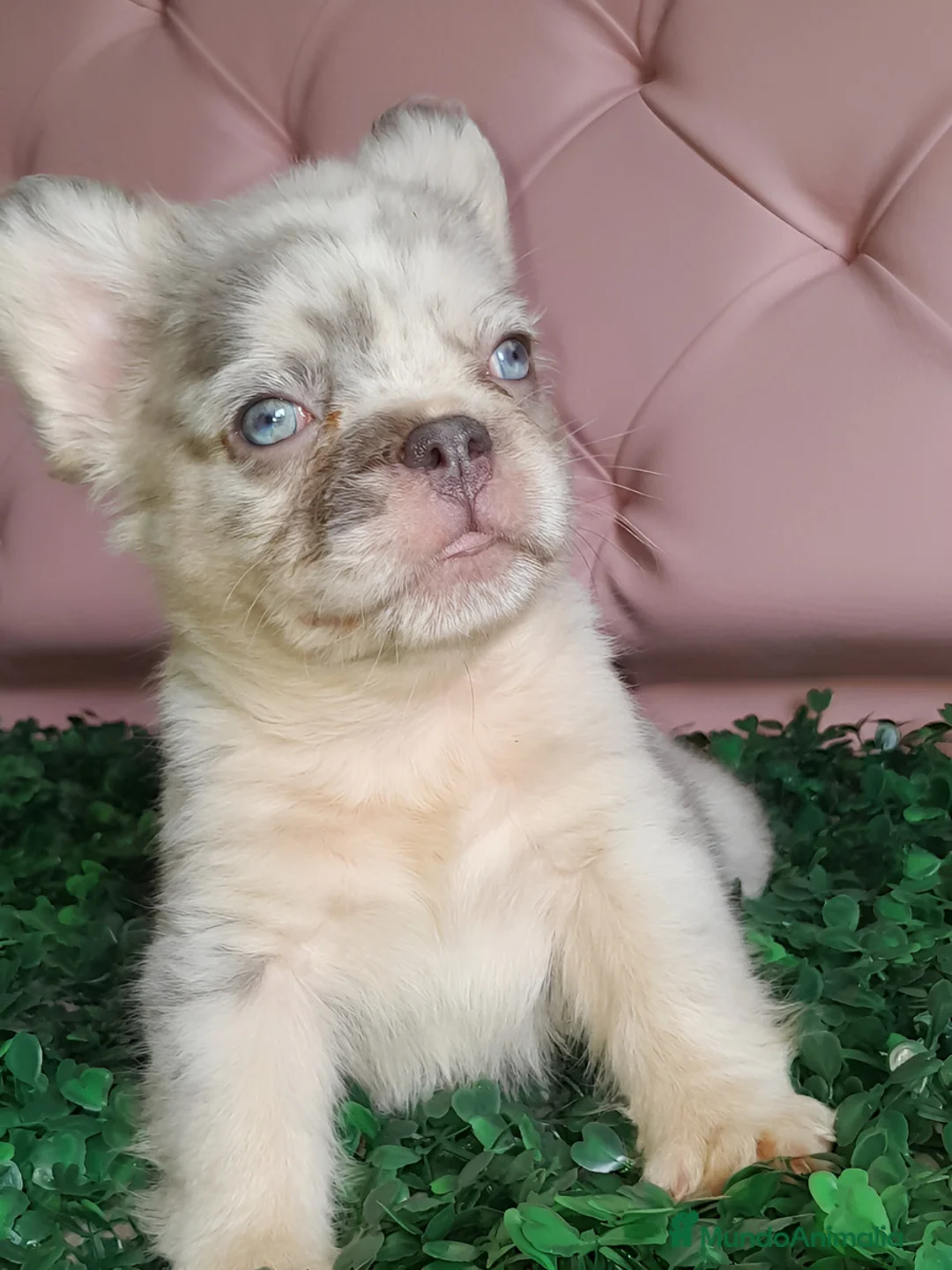 Bulldog Francés perros en venta: Bulldog francés Fluffy - Anuncio 2