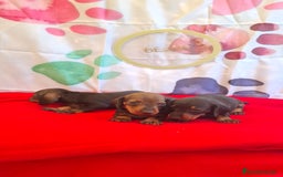 Teckel perros en venta: Teckel  - Imagen 9