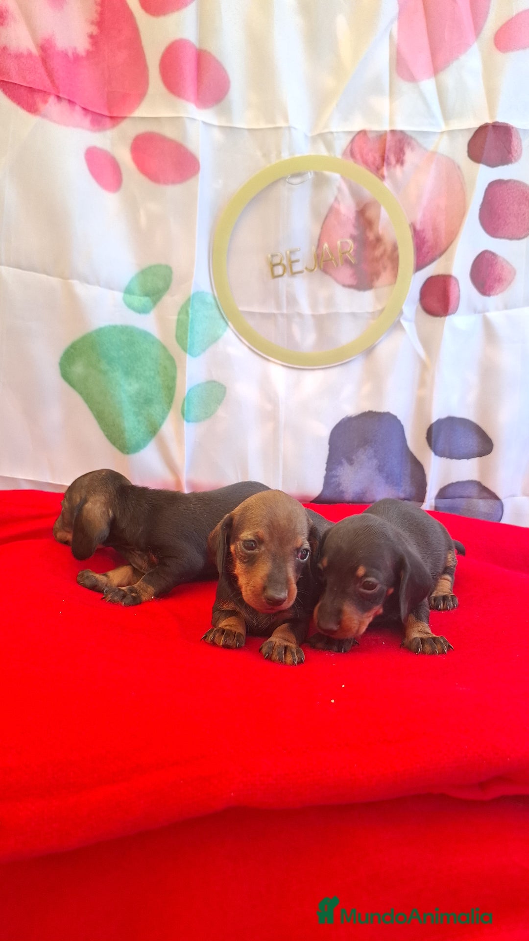 Teckel perros en venta: Teckel  - Imagen 9