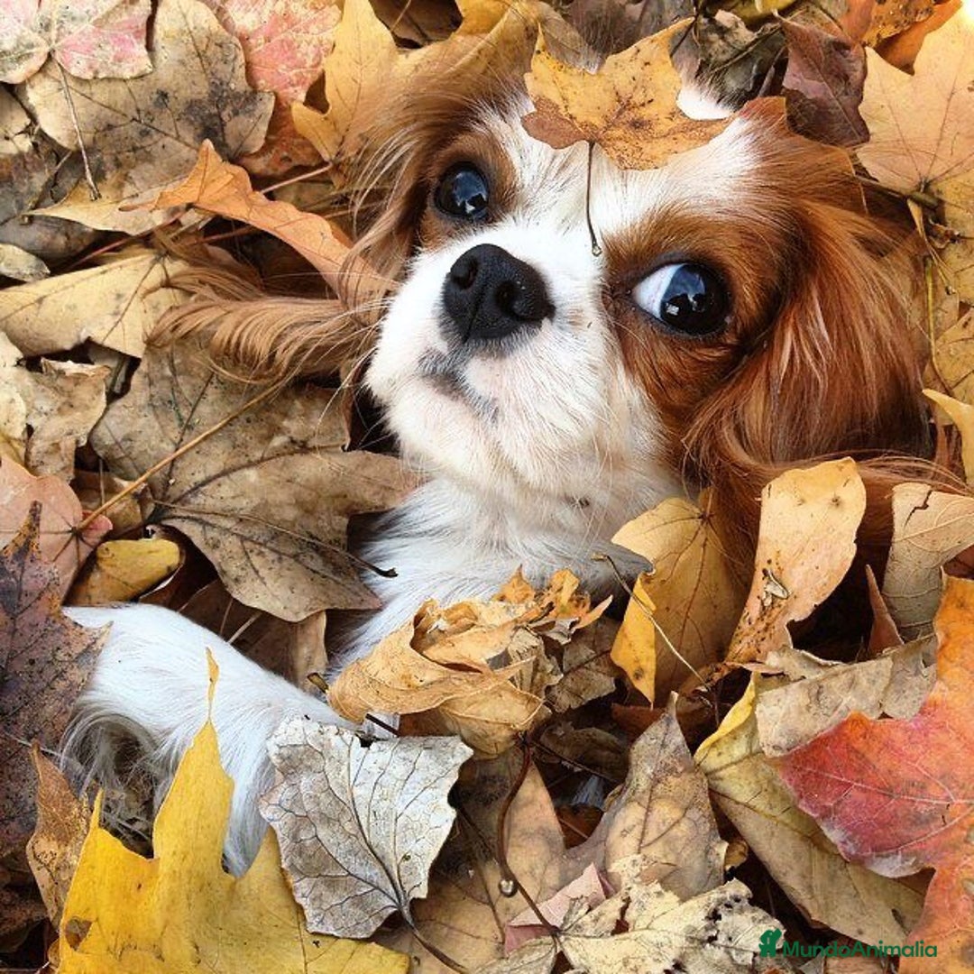 Cavalier King Charles Spaniel perros en venta: Cavalier puppy - Anuncio 6