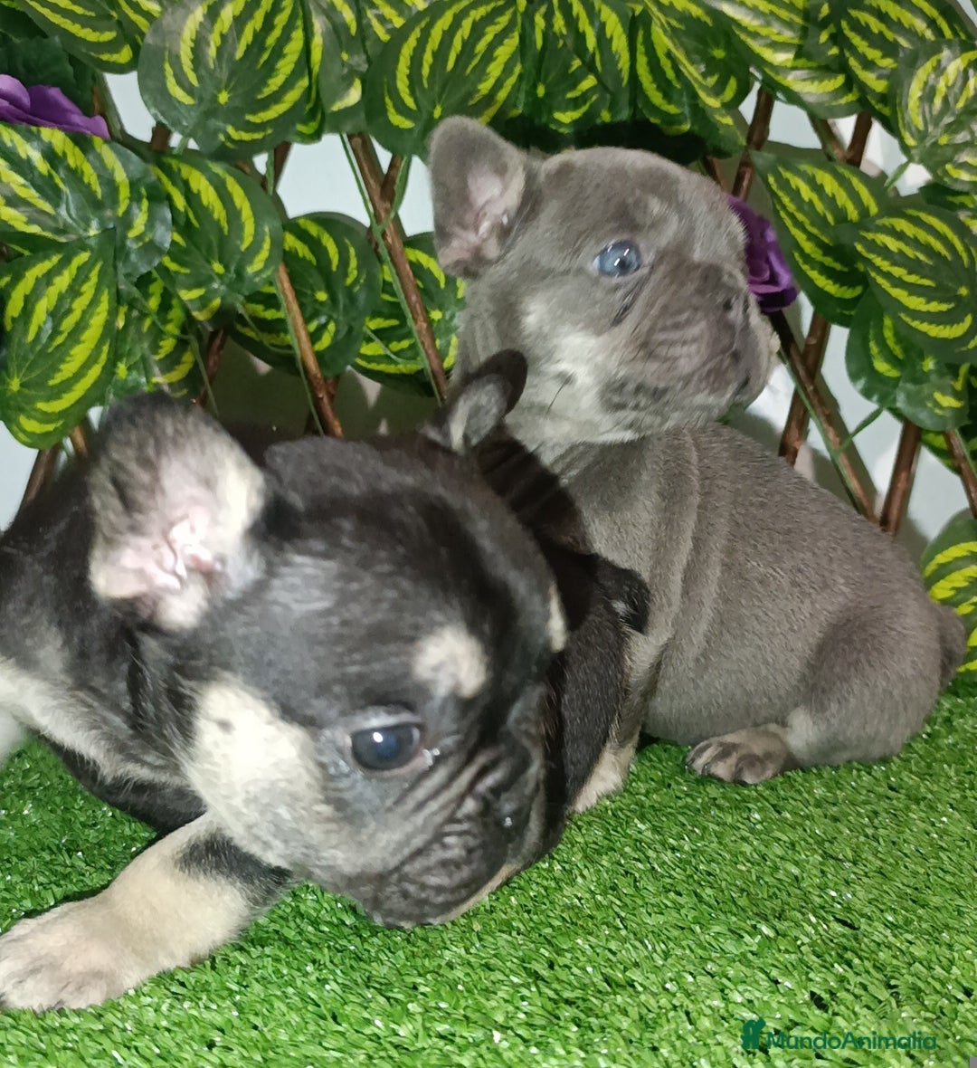 Bulldog Francés perros en venta: Bulldog francés exóticos  - Anuncio 13
