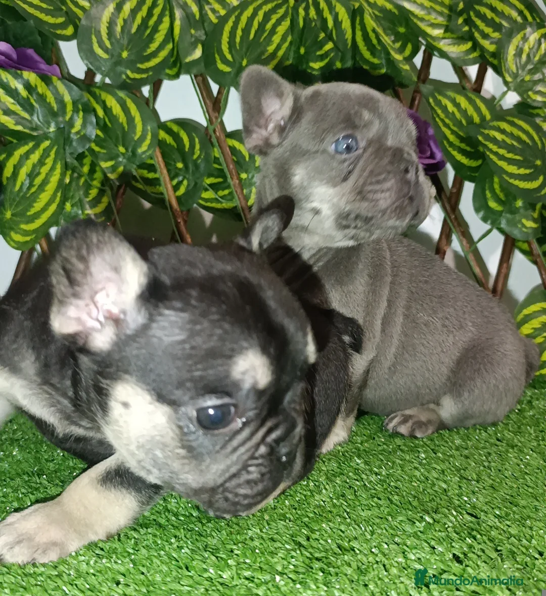 Bulldog Francés perros en venta: Bulldog francés exóticos  - Anuncio 13