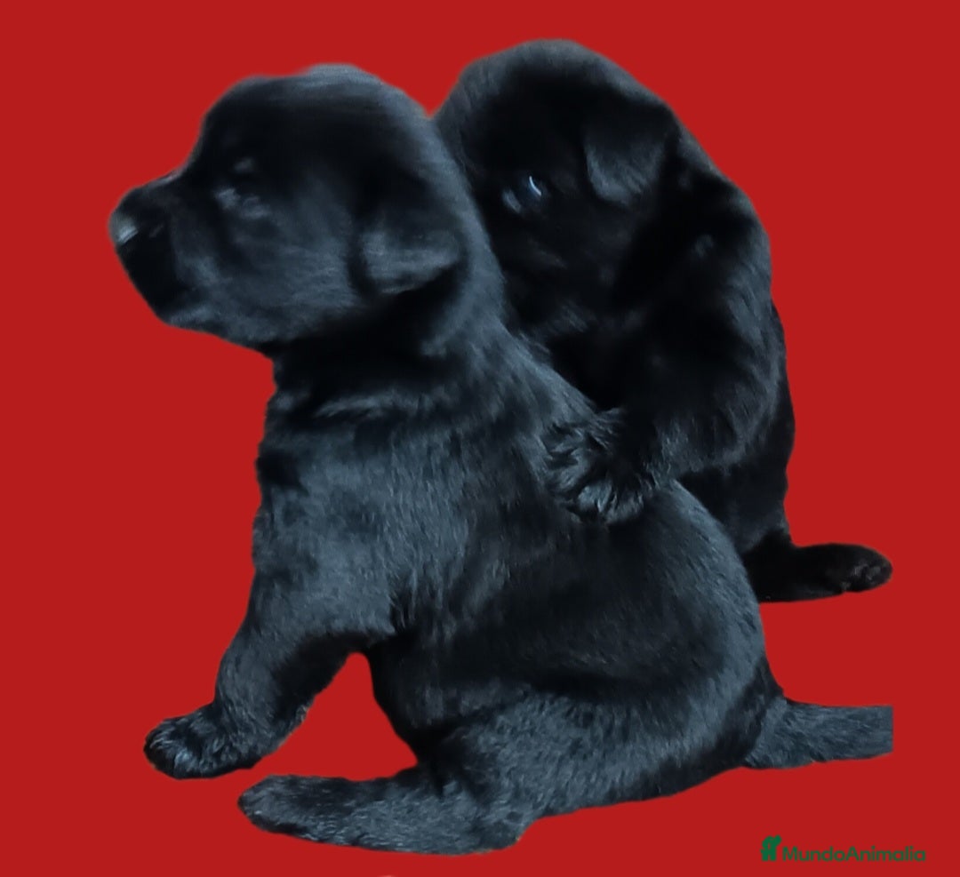 Schnauzer Gigante perros en venta: Schnauzer Gigante Negro - Anuncio 5