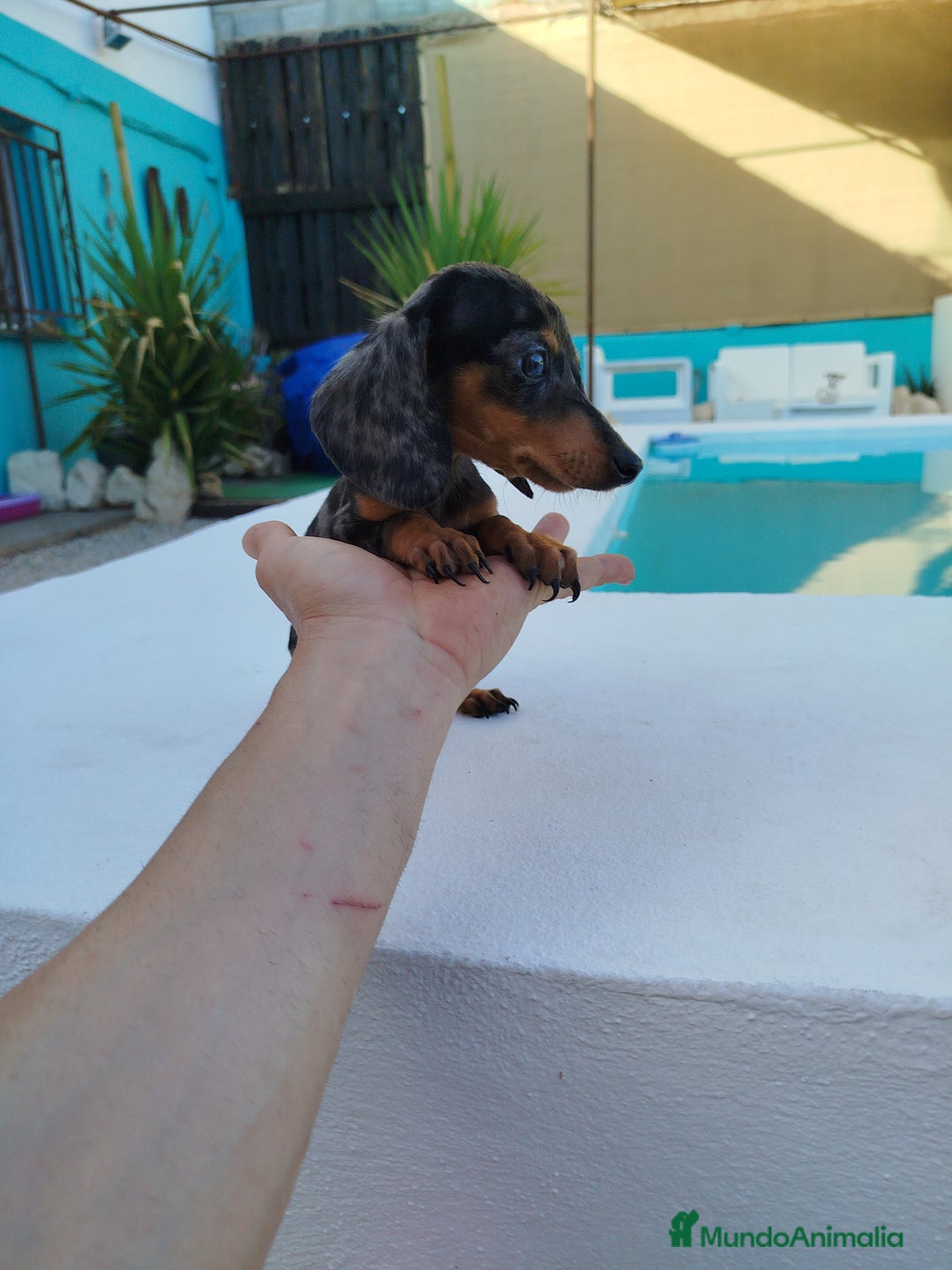 Teckel Miniatura perros en venta: Teckel mini  - Imagen 2