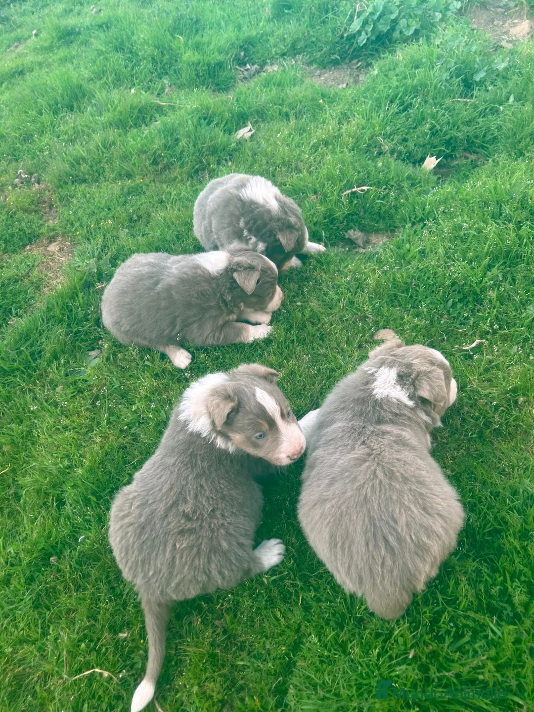 Border Collie perros en venta: Border collie Lilac tricolor  - Anuncio 2