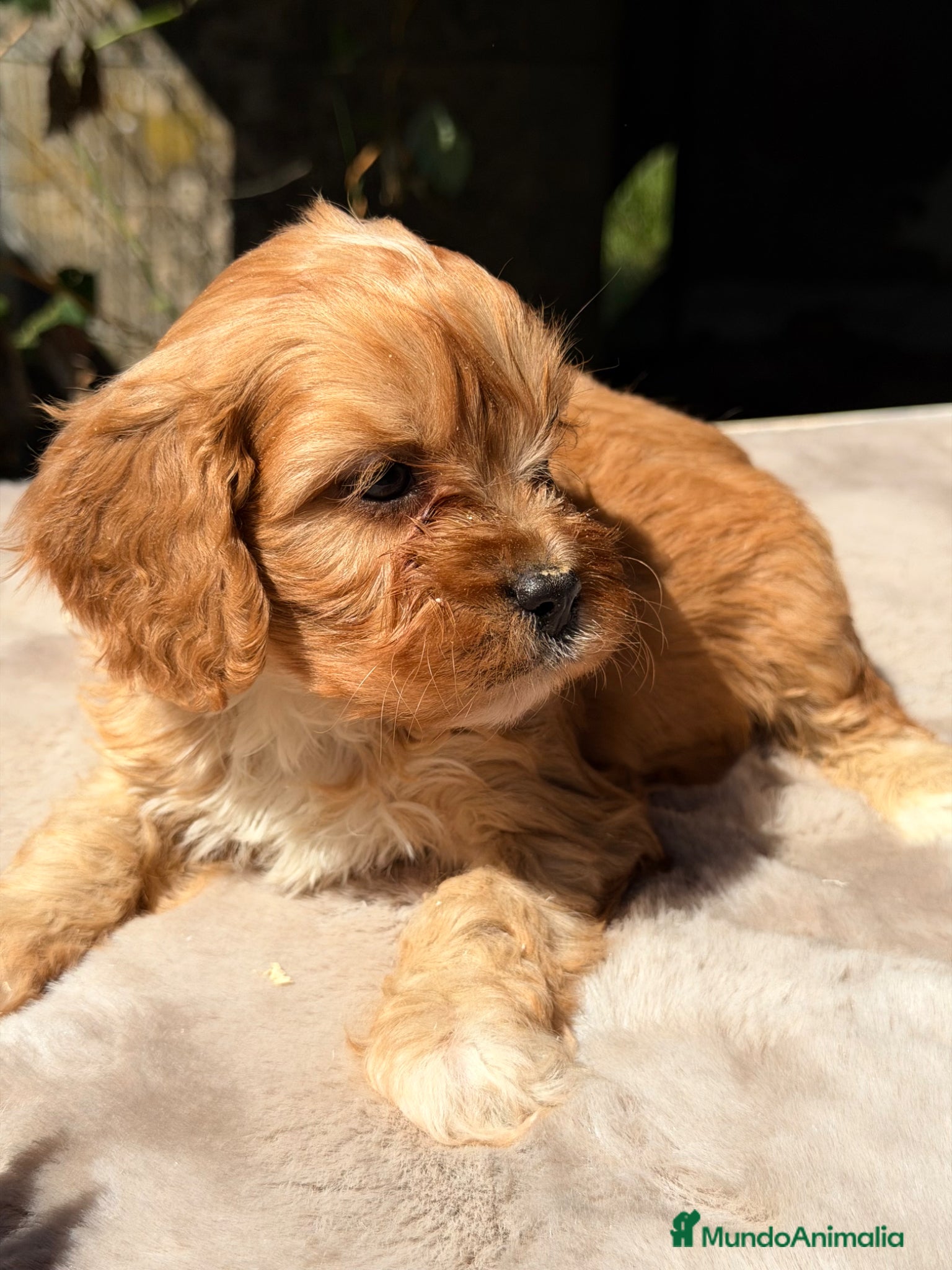 Cavapoo perros Cavapoo Apricot macho  - Anuncio 7